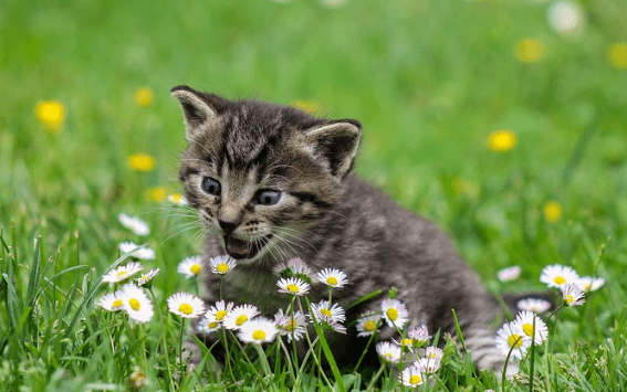 What Every Cat Owner Needs to Know About Catnip