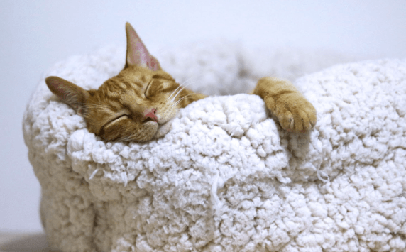 Arthritis in Cats: Signs, Causes, and Treatment Options