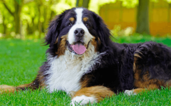 Nutritional Needs of Large and Giant Breeds