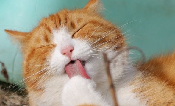 Top 5 Tips for Keeping Your Cat’s Mouth Clean