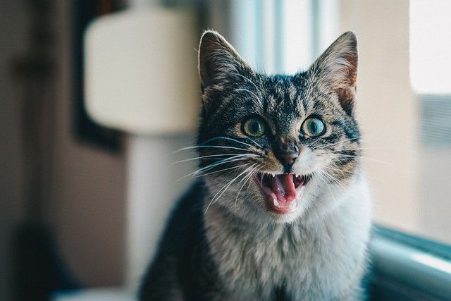 cat-g4e5c327a5_640