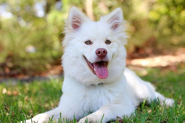 dog-g3b3ce8f96_640