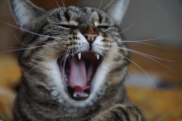 cat-g48b285cdd_640
