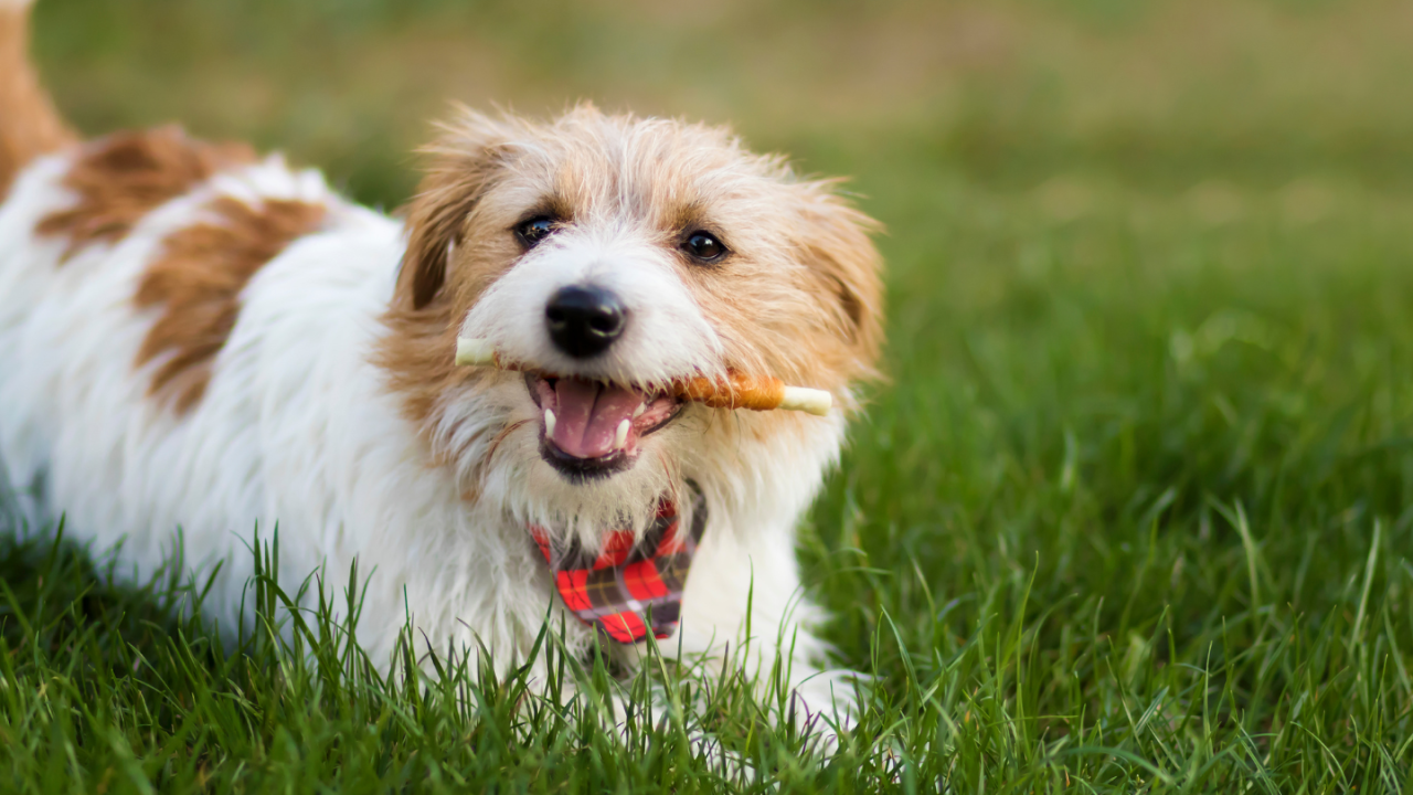 Pet's Dental Health