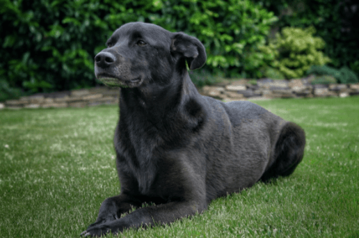 5 Signs Your Dog Trusts and Loves You