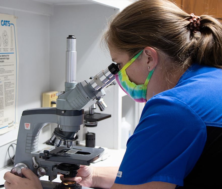 rye hill veterinary clinic vet checking pet diagnostic test with a microscope