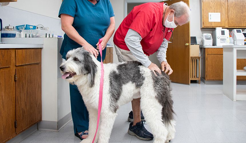 rye hill veterinary clinic vet with his assistant checking dog skin
