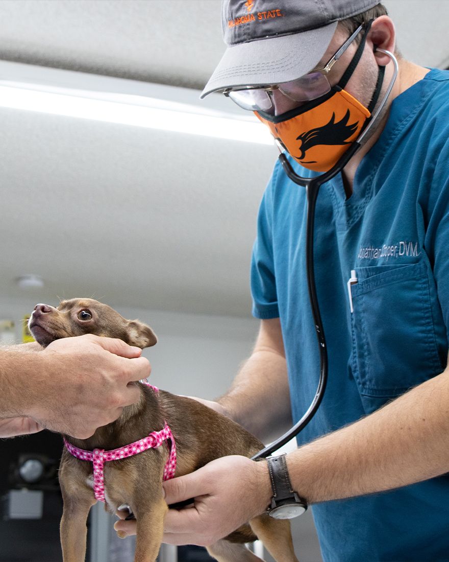 rye hill veterinary clinic vet checking brown chihuahua dog with stethoscope